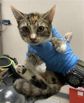 MARGOT -  Domestic Short Hair Cat for Adoption in Visalia, California - MARGOT | PetCurious
