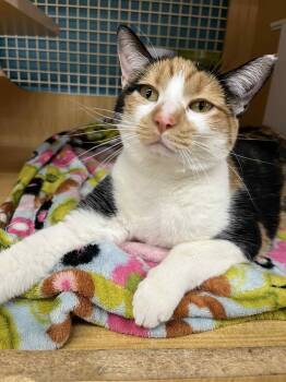 Rescue Domestic Short Hair Cats for Adoption in Manhattan, Kansas - Taro | PetCurious