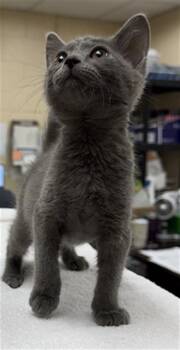 SOOT -  Domestic Short Hair Cat for Adoption in Aliquippa, Pennsylvania - SOOT | PetCurious