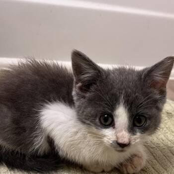 Sugar -  Domestic Short Hair Cat for Adoption in Mocksville, North Carolina - Sugar | PetCurious