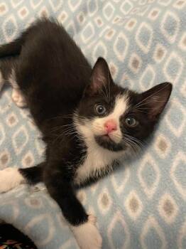 Howie -  Domestic Short Hair Cat for Adoption in Poplar Grove, Illinois - Howie | PetCurious