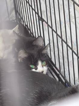 Rescue Domestic Medium Hair Cats for Adoption in Evansville, Indiana - Algeria | PetCurious