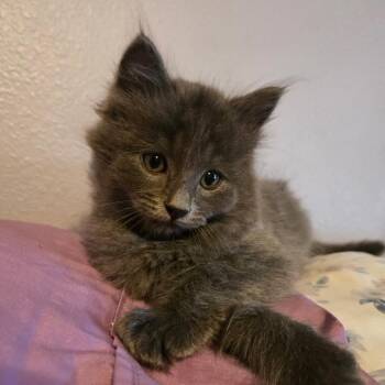 Maine Coon Cats Available for Adoption - Artemis | PetCurious