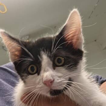 Felix -  Domestic Short Hair Cat for Adoption in Leander, Texas - Felix | PetCurious
