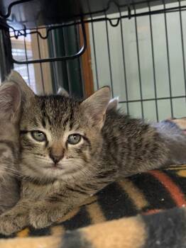 Finch -  Domestic Short Hair Cat for Adoption in Cortland, New York - Finch | PetCurious