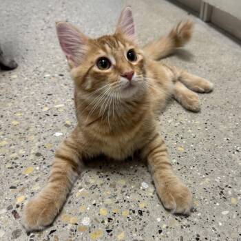 Frederick -  Domestic Long Hair Cat for Adoption in Hanover Park, Illinois - Frederick | PetCurious