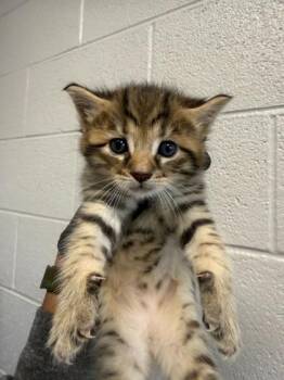 Yen -  Domestic Short Hair Cat for Adoption in Sevierville, Tennessee - Yen | PetCurious