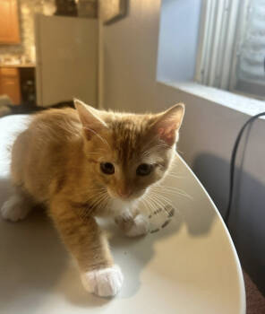 Rescue Domestic Short Hair Cats for Adoption in Westbury, New York - Binx Adventureland | PetCurious