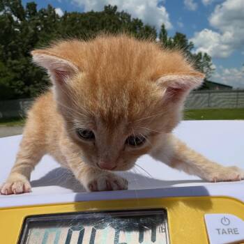 Gus -  Domestic Short Hair Cat for Adoption in Corinth, Mississippi - Gus | PetCurious