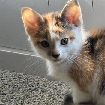 MIMOSA -  Domestic Short Hair Cat for Adoption in Auburn, California - MIMOSA | PetCurious