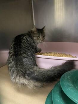 VIOLET -  Domestic Medium Hair Cat for Adoption in Fort Myers, Florida - VIOLET | PetCurious