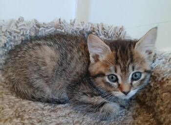 Lucy -  Domestic Short Hair Cat for Adoption in Spokane, Washington - Lucy | PetCurious