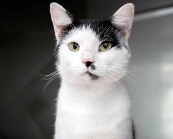 Rambo -  Domestic Short Hair Cat for Adoption in Monroe, Georgia - Rambo | PetCurious