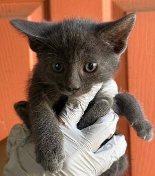 Domestic Short Hair Cats Available for Adoption in Huntington Beach, California - Eloise | PetCurious
