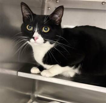 PRINCESS MILA -  Domestic Short Hair Cat for Adoption in Chula Vista, California - PRINCESS MILA | PetCurious
