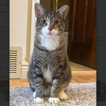 Hot Wheels Bell -  Domestic Short Hair Cat for Adoption in Morrison, Colorado - Hot Wheels Bell | PetCurious