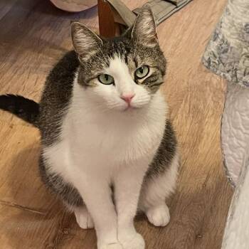 Zoe -  Domestic Short Hair Cat for Adoption in Sunrise, Florida - Zoe | PetCurious