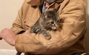 Domestic Medium Hair Cats Available for Adoption - Maze Bonded (see Description) | PetCurious