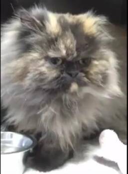 Kneesa -  Persian Cat for Adoption in Toronto, Ontario - Kneesa | PetCurious