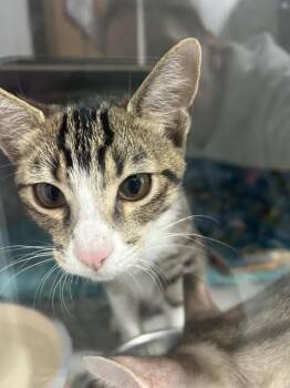 Kira -  Domestic Short Hair Cat for Adoption in Dayton, Minnesota - Kira | PetCurious