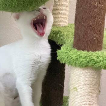 Mercedes -  Domestic Short Hair Cat for Adoption in Las Vegas, Nevada - Mercedes | PetCurious