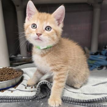 Chomper -  Domestic Short Hair Cat for Adoption in Fort Wayne, Indiana - Chomper | PetCurious