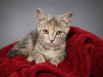 Hannah -  Domestic Short Hair Cat for Adoption in Bowling Green, Kentucky - Hannah | PetCurious