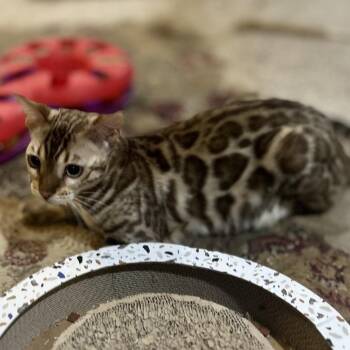 Bengal Cats Available for Adoption in Philadelphia, Pennsylvania - Ace | PetCurious