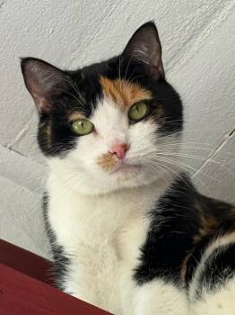 Scooter -  Domestic Short Hair Cat for Adoption in Greensburg, Pennsylvania - Scooter | PetCurious
