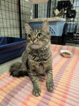 Midas -  Domestic Medium Hair Cat for Adoption in Columbus, Ohio - Midas | PetCurious