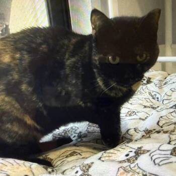 Domestic Short Hair Cats Available for Adoption - Sunshine | PetCurious