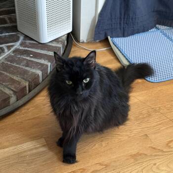 Oliver -  Domestic Medium Hair Cat for Adoption in Canton, Massachusetts - Oliver | PetCurious