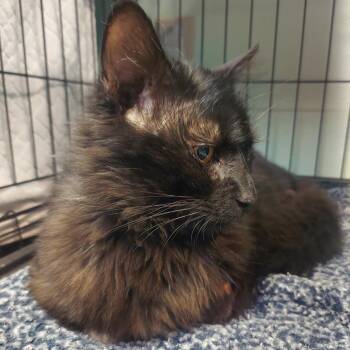 Sarge -  Domestic Long Hair Cat for Adoption in Las Vegas, Nevada - Sarge | PetCurious