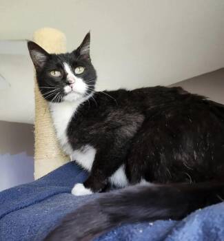 Domestic Short Hair Cats Available for Adoption in Decorah, Iowa - Jackson | PetCurious