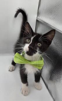 Uni -  Domestic Medium Hair and Tuxedo Cat for Adoption in Magnolia Springs, Alabama - Uni | PetCurious
