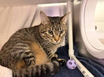 MAPLE -  Domestic Short Hair Cat for Adoption in Omaha, Nebraska - MAPLE | PetCurious