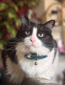 ASPER & ARI #1910 - Offered by Owner - Bonded Boys -  Domestic Short Hair and Tuxedo Cat for Adoption in Hillsboro, Oregon - ASPER & ARI #1910 - Offered By Owner - Bonded Boys | PetCurious