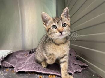 ROMANIA -  Domestic Short Hair Cat for Adoption in Tustin, California - ROMANIA | PetCurious