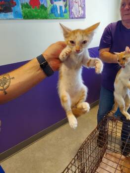 Rescue Domestic Short Hair Cats for Adoption in Bossier City, Louisiana - Pixie | PetCurious