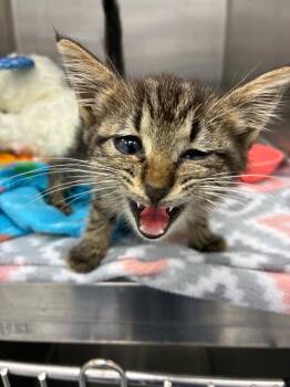 Rescue Domestic Short Hair Cats for Adoption in Hartsville, South Carolina - Avery | PetCurious