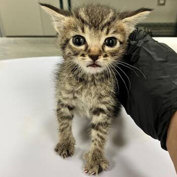 Gatsby -  Domestic Short Hair Cat for Adoption in Colorado Springs, Colorado - Gatsby | PetCurious