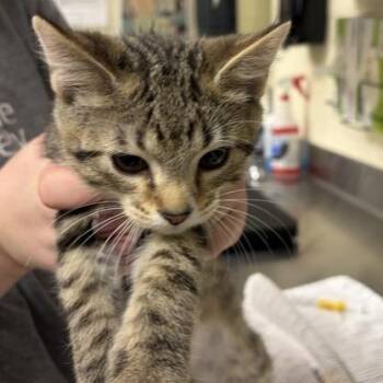 Jack Sparrow -  Domestic Short Hair Cat for Adoption in Asheville, North Carolina - Jack Sparrow | PetCurious