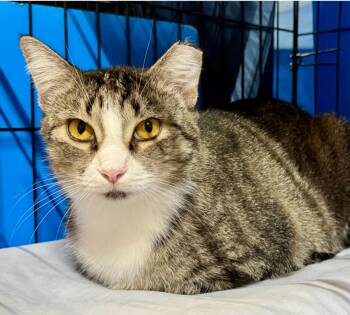 Mimi -  Domestic Short Hair Cat for Adoption in Centerville, Georgia - Mimi | PetCurious