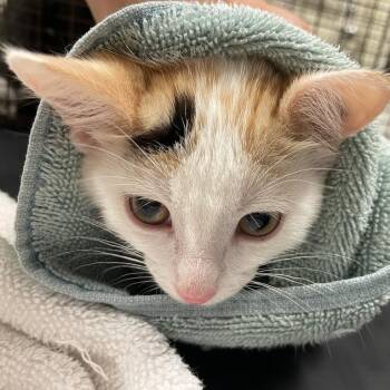 Nyla -  Domestic Short Hair Cat for Adoption in Chicago, Illinois - Nyla | PetCurious