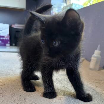 Rescue Domestic Short Hair Cats for Adoption in Kyle, Texas - MODEST MOUSE | PetCurious