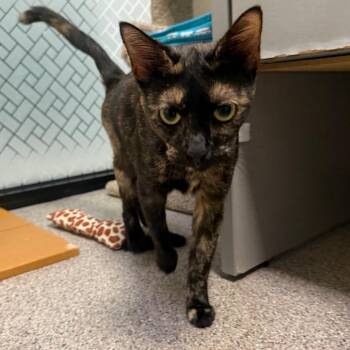 Mii -  Domestic Short Hair Cat for Adoption in Sarasota, Florida - Mii | PetCurious