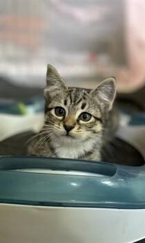 JANE -  Domestic Short Hair Cat for Adoption in Boston, Massachusetts - JANE | PetCurious