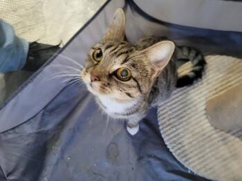 Rescue Domestic Short Hair Cats for Adoption in Reisterstown, Maryland - Pebbles | PetCurious