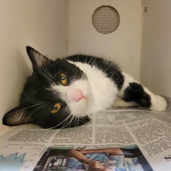 Domestic Short Hair Cats Available for Adoption in Columbia, Missouri - Boomhauer | PetCurious