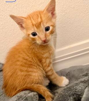 Scout -  Domestic Short Hair Cat for Adoption in Town 